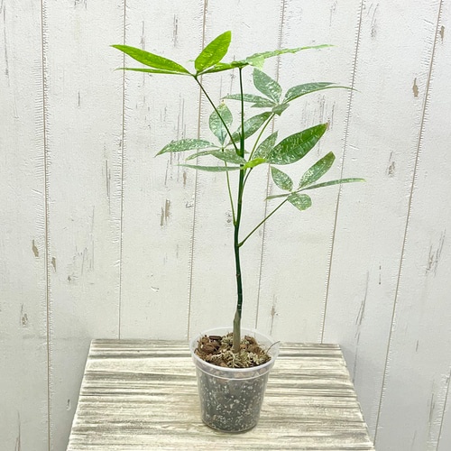 光触媒 人工観葉植物 ウォールグリーン フェイクグリーン 胡蝶蘭 光触媒 人工観葉植物 ウォールグリーン フェイクグリーン 胡蝶蘭