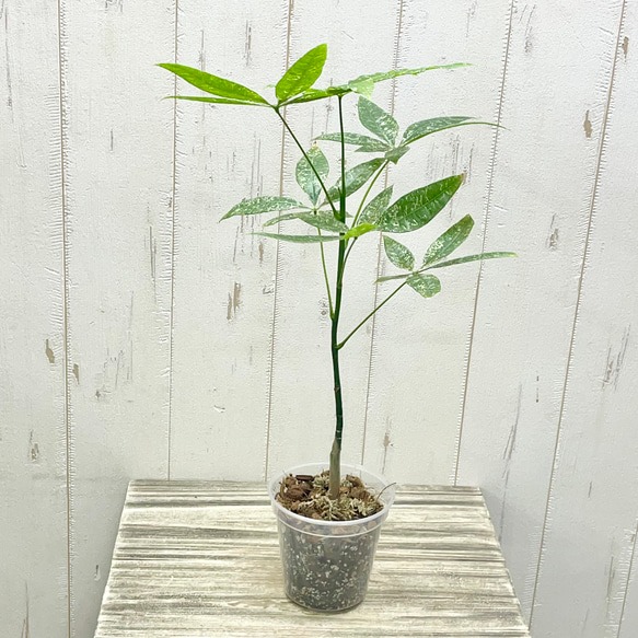 希少 実生 パキラ ミルキーウェイ その他インテリア雑貨 PLANTS