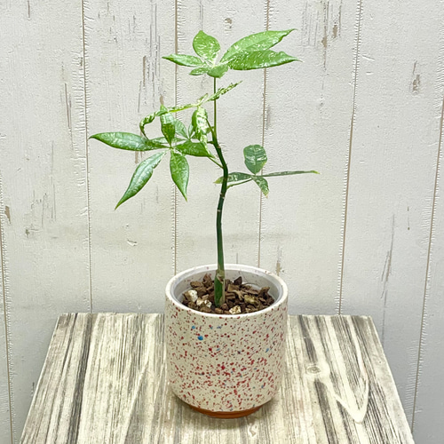 【美株】パキラ　ミルキーウェイ　実生　No11 パキラ ミルキーウェイ 11 パキラ・ミルキーウェイ 実生 no112