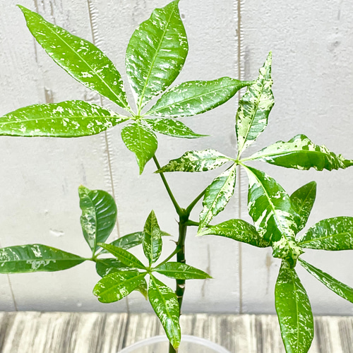 希少 実生 パキラ ミルキーウェイ その他インテリア雑貨 PLANTS SHOP