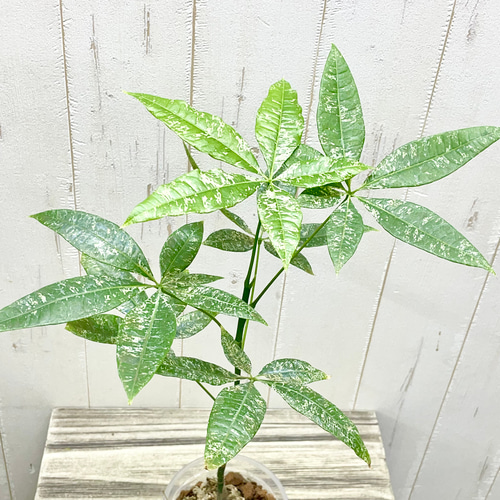 希少 実生 パキラ ミルキーウェイ その他インテリア雑貨 PLANTS SHOP