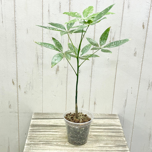 希少 実生 パキラ ミルキーウェイ その他インテリア雑貨 PLANTS