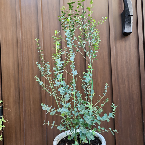 Sale ♡ユーカリグニー テラコッタ鉢植え 観葉植物 シンボル