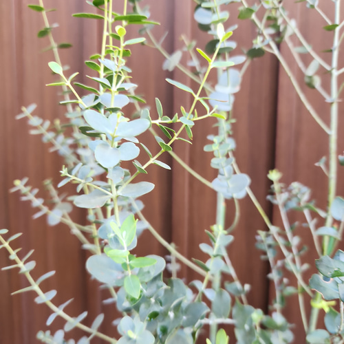 Sale ♡ユーカリグニー テラコッタ鉢植え 観葉植物 シンボル