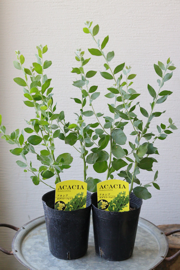 大人気希少✴️ミモザ ✴️ アカシア パール ✴️ ミモザ 苗木 パールアカシア 12cmポット苗 2年生苗 銀葉アカシア みも