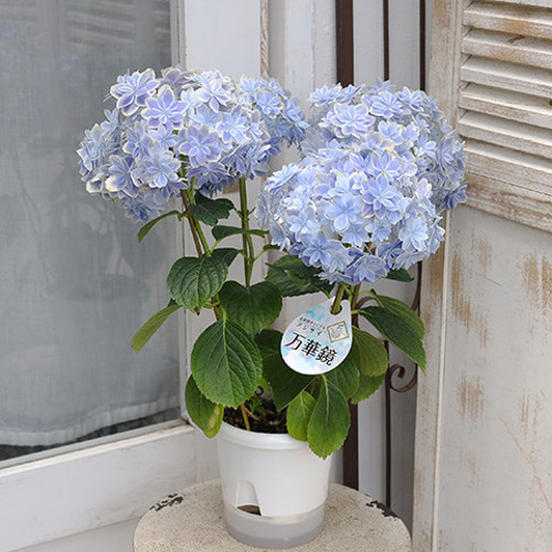 （セール）開催中 人気ブランドも続々プライス 鉢花 青 ブルー 紫陽花 八重咲き 5号ポット 万華鏡 アジサイ 鉢花