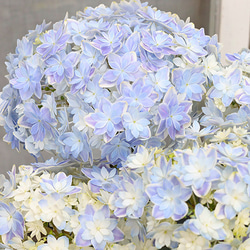 鉢花 アジサイ 万華鏡 5号ポット 母の日 ブルー 丈夫 育てやすい プレゼント あじさい 2枚目の画像