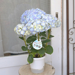鉢花 アジサイ 万華鏡 5号ポット 母の日 ブルー 丈夫 育てやすい プレゼント あじさい 3枚目の画像