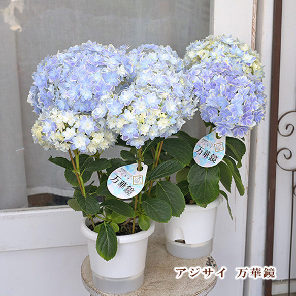 鉢花 アジサイ 万華鏡 5号ポット 母の日 ブルー 丈夫 育てやすい プレゼント あじさい 1枚目の画像