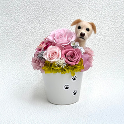 ちょこんと顔出す チワワ（右側）＆ プリザーブドフラワー（くすみ