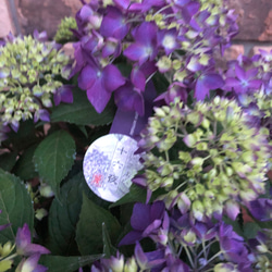 吉岡麗子さん 山紫陽花「十六夜」稀少品種　いざよい 5号鉢 3枚目の画像