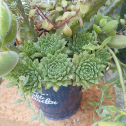 多肉植物 アエオニウムの黒法師×ガガイモの寄せ植え 5枚目の画像