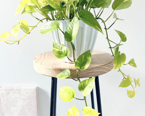 ポトス テルノカグヤ 観葉植物 吊り下げ calm cafe 多肉植物 calm cafe