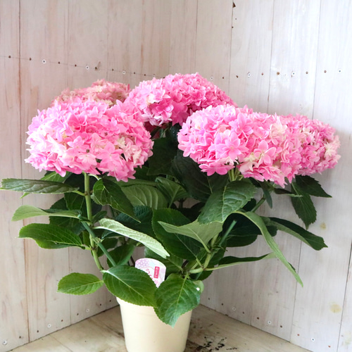 新品種♡紫陽花♡うらら華♡てまり咲き♡5寸鉢♡ アートフラワー nico
