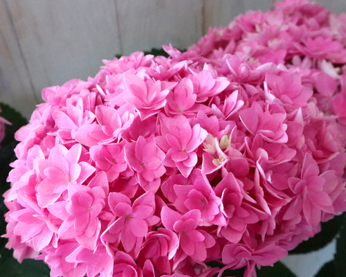 新品種♡紫陽花♡うらら華♡てまり咲き♡5寸鉢♡ アートフラワー