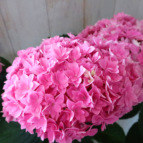 新品種♡紫陽花♡うらら華♡てまり咲き♡5寸鉢♡ アートフラワー nico