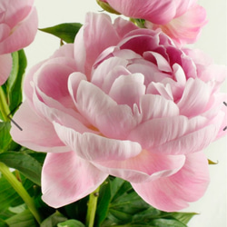 芍薬【ルーズベルト】ルーズベルトはライトピンクの大輪花  人気no1幾重にも花弁が重なる八重の花 花形が美しく花もち良い 3枚目の画像