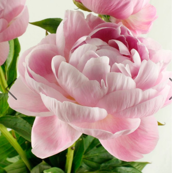芍薬【ルーズベルト】ルーズベルトはライトピンクの大輪花  人気no1幾重にも花弁が重なる八重の花 花形が美しく花もち良い 3枚目の画像