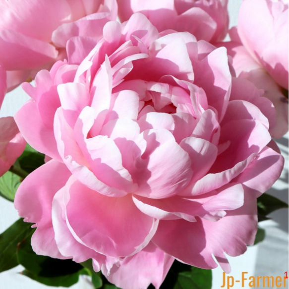 芍薬【ルーズベルト】ルーズベルトはライトピンクの大輪花  人気no1幾重にも花弁が重なる八重の花 花形が美しく花もち良い 2枚目の画像