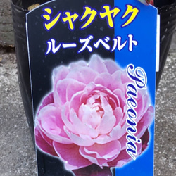 芍薬【ルーズベルト】ルーズベルトはライトピンクの大輪花  人気no1幾重にも花弁が重なる八重の花 花形が美しく花もち良い 6枚目の画像