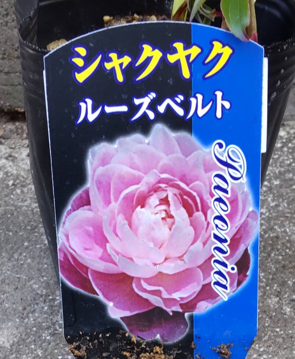 芍薬【ルーズベルト】ルーズベルトはライトピンクの大輪花  人気no1幾重にも花弁が重なる八重の花 花形が美しく花もち良い 6枚目の画像
