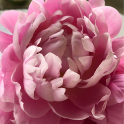 芍薬【ルーズベルト】ルーズベルトはライトピンクの大輪花  人気no1幾重にも花弁が重なる八重の花 花形が美しく花もち良い 1枚目の画像