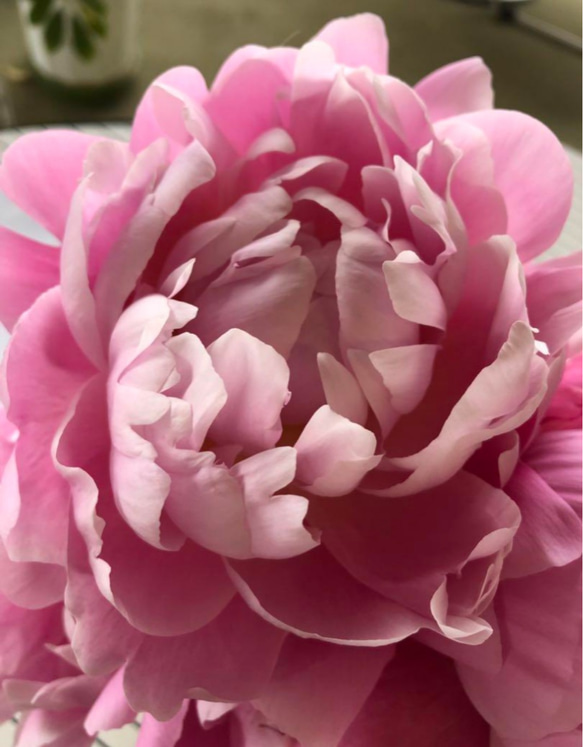 芍薬【ルーズベルト】ルーズベルトはライトピンクの大輪花  人気no1幾重にも花弁が重なる八重の花 花形が美しく花もち良い 1枚目の画像
