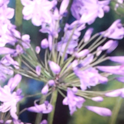 【アガパンサス 芽出 1球】夏空にすっくと穂を立ち上げ爽やかなブルーの花を咲かせる 植え遅れた方へ 1枚目の画像