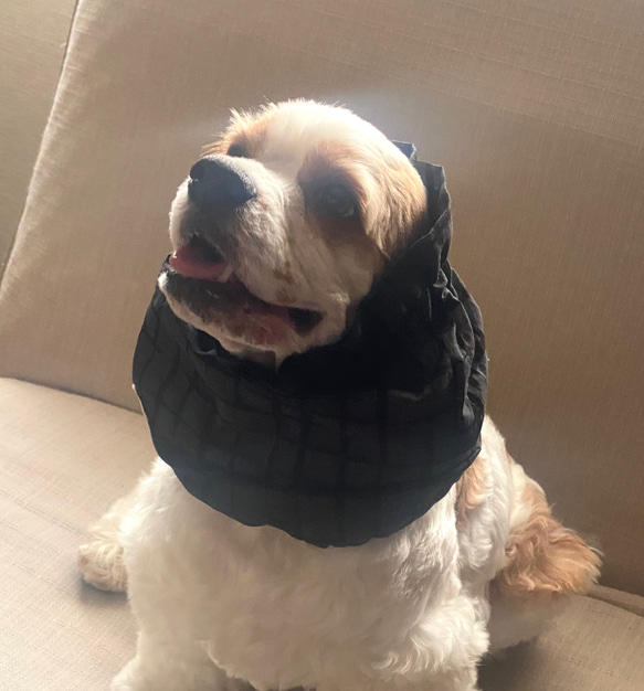 シンプルチェック☆リップル生地 ブラック 犬用スヌード 中型犬用  