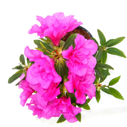 【引き取り限定】ツツジ 盆栽 ピンク 花　※値下げ可 楽天市場】ツツジ 苗木 販売 【平戸ツツジ 紫】 4号ポット苗