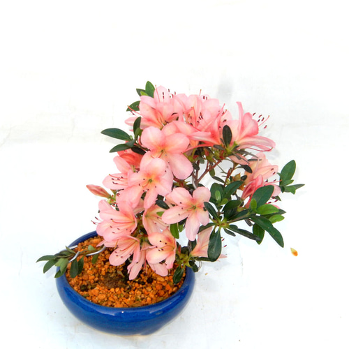 サツキ（品種 八咫の鏡） ミニ盆栽 盆栽 小品盆栽 やたのかがみ