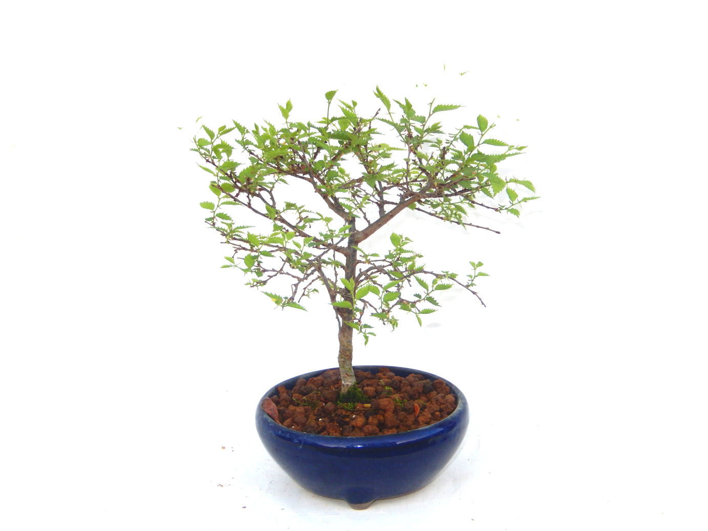 けやき　小葉性　通常の半分以下の葉　日本で栽培は私のみ　ミニ盆栽　小品盆栽　盆栽　鉢付　送料無料