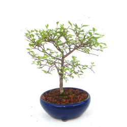 紫杜松　むらさきとしょう　盆栽　小品盆栽　か　幅22センチ 紫杜松 むらさきとしょう 盆栽 小品盆栽 か 幅22センチ