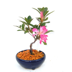 98b284872dca30d27a458da1ad30c0