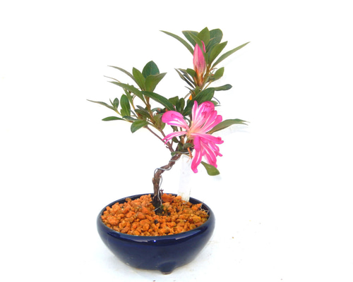 PALです。小品盆栽　赤花サッコウフジ　苔付　鉢付 98b284872dca30d27a458da1ad30c0