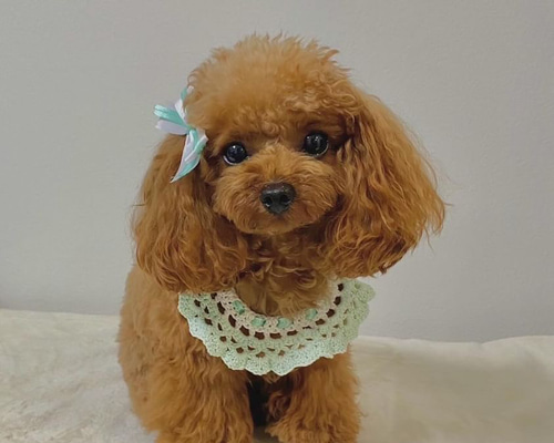 958.わんこビブ　つけ襟　スタイ　ハンドメイド　犬服 958.わんこビブ つけ襟 スタイ ハンドメイド 犬服