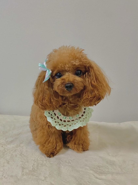 761.わんこビブ スタイ つけ襟 ハンドメイド 犬服