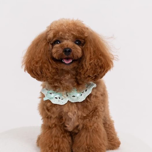 選べる4色 ペット用かぎ編みスタイ ・ビブ つけ襟 犬 猫