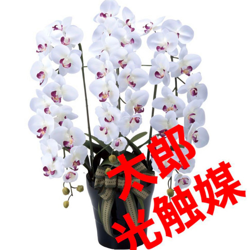 光触媒 人工観葉植物 ウォールグリーン フェイクグリーン ロイヤル胡蝶