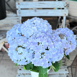 アジサイ　万華鏡　ブルー　鉢花♥️母の日 2枚目の画像