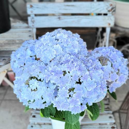 Blue-w◆今季ラスト◆ボリューム満点◆魅了されるアジサイ　万華鏡◆5号 190517019.jpg
