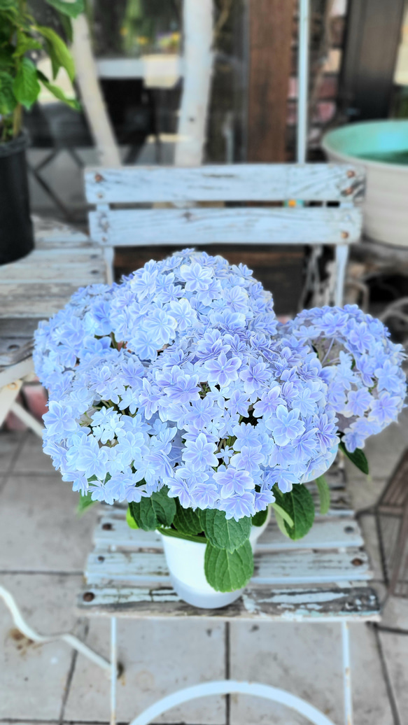 アジサイ　万華鏡　ブルー　鉢花♥️母の日 2枚目の画像
