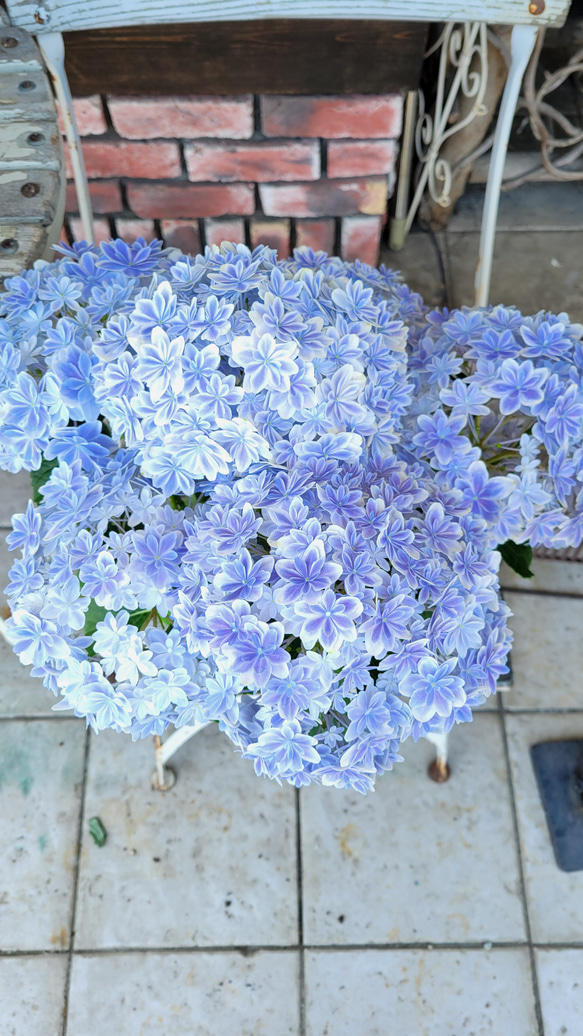 アジサイ　万華鏡　ブルー　鉢花♥️母の日 4枚目の画像