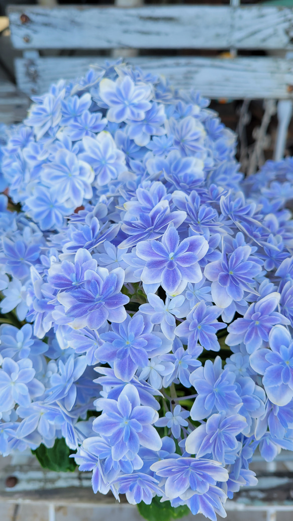 アジサイ　万華鏡　ブルー　鉢花♥️母の日 3枚目の画像