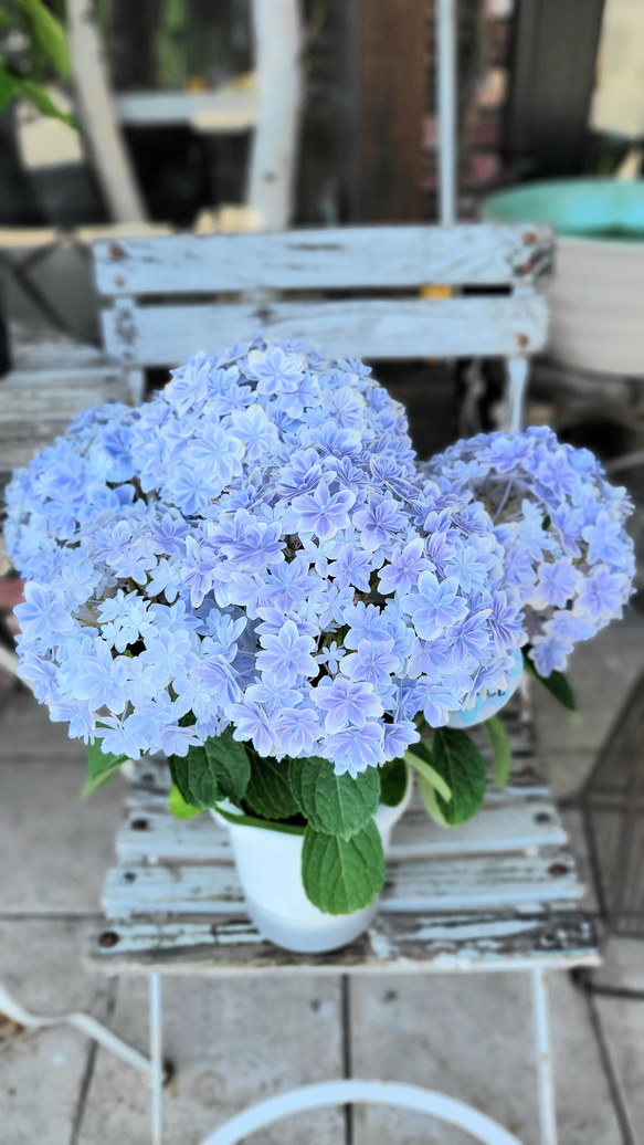 アジサイ　万華鏡　ブルー　鉢花♥️母の日 1枚目の画像