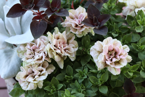 アンティークサークル陶器鉢の寄せ植え♡モカモンブラン 4枚目の画像