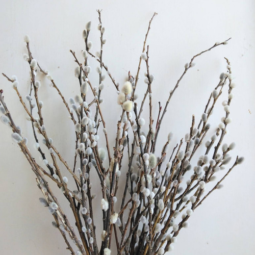 ネコヤナギのドライフラワー(小) ドライフラワー nyao-mery 通販