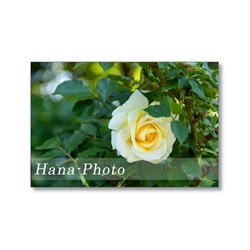 1638) 美しくて、ゴージャスなバラたち　  ポストカード5枚組 5枚目の画像