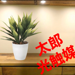 光触媒　人工観葉植物　ウォールグリーン　フェイクグリーン　ドラセナツリー8328 光触媒 人工観葉植物 ウォールグリーン フェイクグリーン 屋外対応