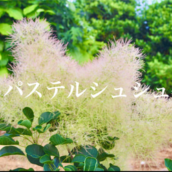 スモークツリー 苗 新品種 パステルシュシュ 希少品種 苗木 雌株